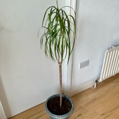 dracaena