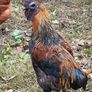 Rooster Image 6