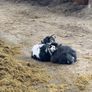x2 Pygmy Goats Image 5