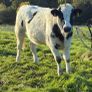 Heifers Image 9