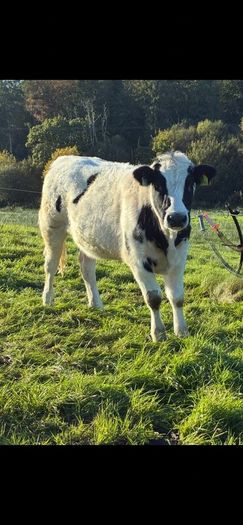 Heifers