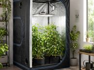 main image for ad Indoor Grow Tent 120 x 120 x 200 cm Hydroponic Grow Room Plant Growing Tent Reflective Mylar Greenhouse