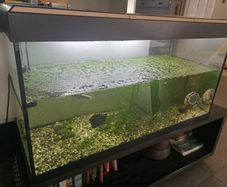 Fish tank including fish