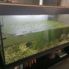 Fish tank including fish