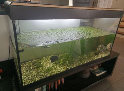 Fish tank including fish