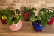 House plant Begonia Red Ruby