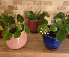 House plant Begonia Red Ruby