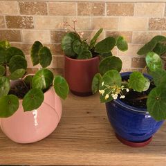 House plant Begonia Red Ruby