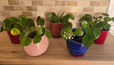 House plant Begonia Red Ruby