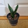 Sansevieria Whitney plant Image 2
