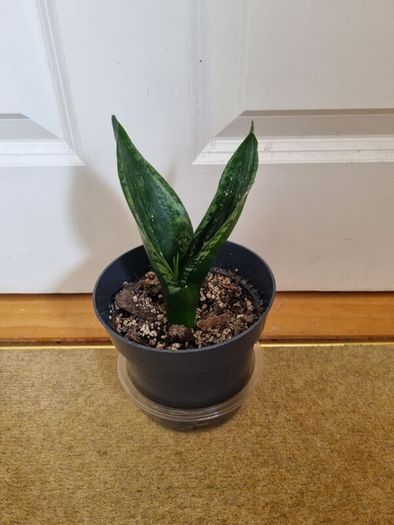 Sansevieria Whitney plant