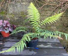 tree ferns - dicksonia antarctica
