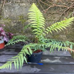 tree ferns - dicksonia antarctica