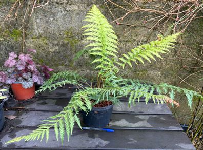 tree ferns - dicksonia antarctica