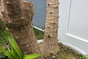 Yucca elephantipes