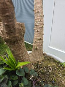 Yucca elephantipes