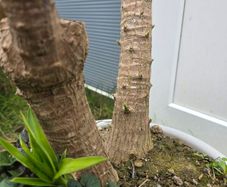 Yucca elephantipes