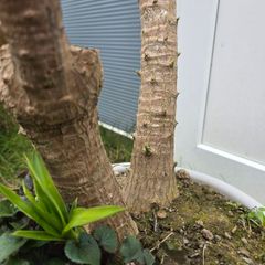 Yucca elephantipes