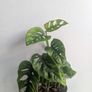 Momstera Adansonii Plant Image 2