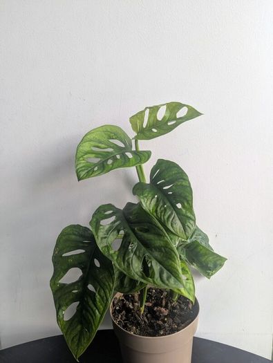 Momstera Adansonii Plant