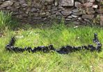 Antique cast iron fender