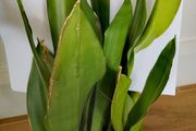 Sansevieria moonshine