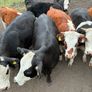Organic cattle Image 2