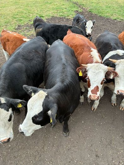Organic cattle