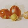 Desert Apples 1889 Botanical Print Image 2