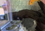 Cichlid free for a good home