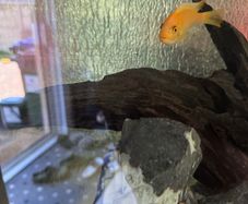Cichlid free for a good home