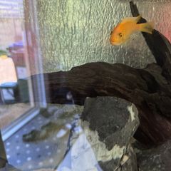 Cichlid free for a good home