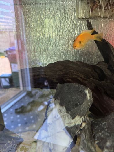 Cichlid free for a good home