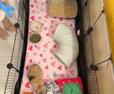 Full set up for rabbit