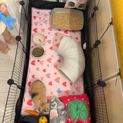 Full set up for rabbit