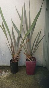 Phormium