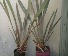 Phormium