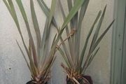 Phormium