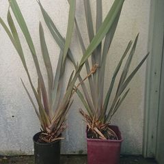 Phormium
