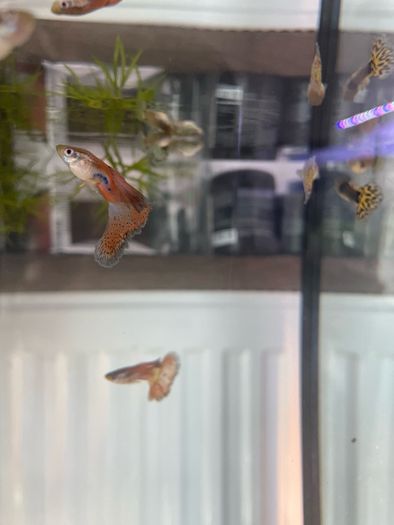 Guppies and guppy grass
