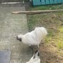silkie rooster Image 2
