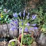 Agapanthus Image 4