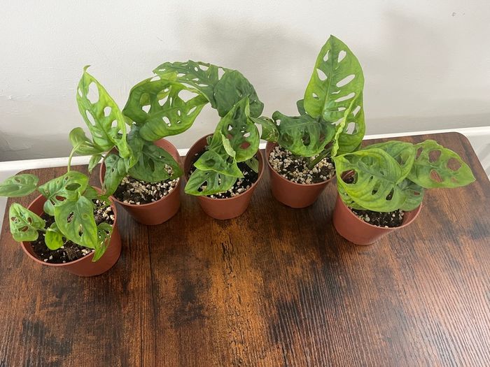 Monstera adansonii house plant