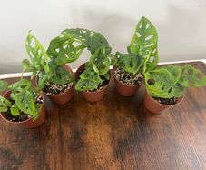 Monstera adansonii house plant