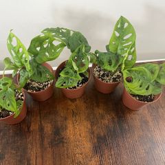 Monstera adansonii house plant