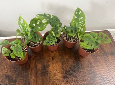 Monstera adansonii house plant