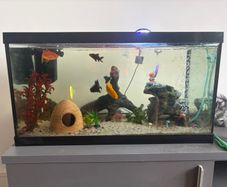 65L Fish Tank
