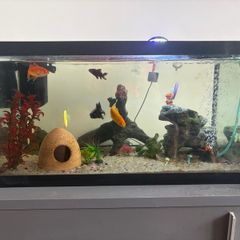 65L Fish Tank