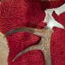 Antlers Image 2