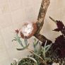indoor plant Image 3